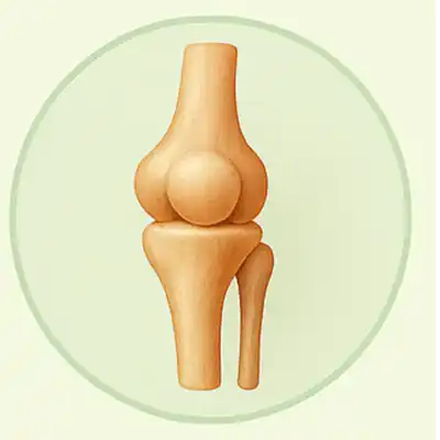 Joints and Bones
